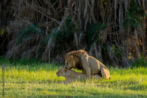 Lions in Mating at  Amboseli National Park  Kenya  Africa
