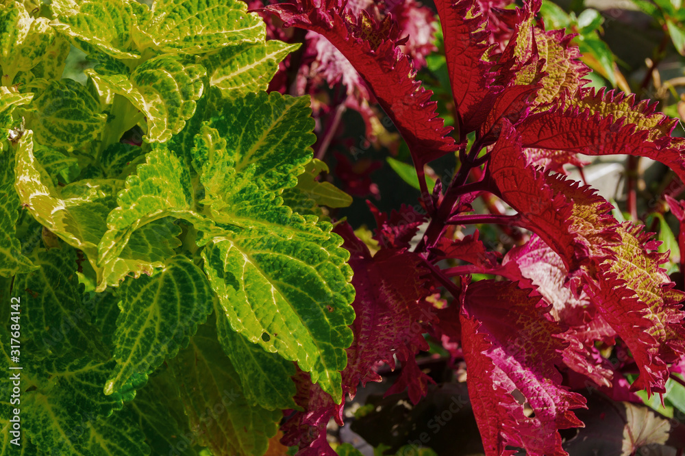 close up of  green and red coleus leaves. Natural background