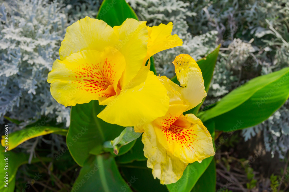 yellow Canna flower also called canna lily in the garden yellow Canna flower also called canna lily in the garden