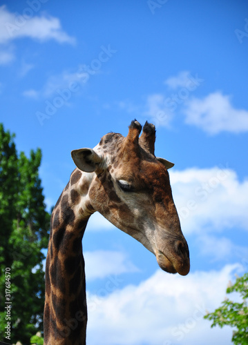 Giraffe head against the sky and trees, close-up