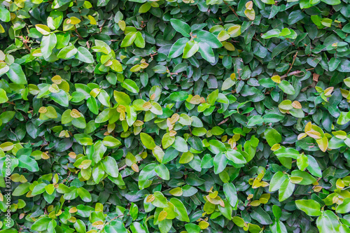 Natural green leaves hedge. Fooliage background. © IKvyatkovskaya