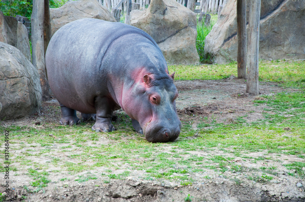 Big hippo walks on land, sleeps, lies on the grass and drinks water, close-up Big hippo walks on land, sleeps, lies on the grass and drinks water, close-up