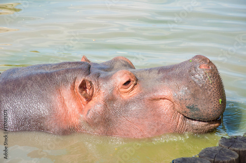 Big hippo walks on land, sleeps, lies on the grass and drinks water, close-up