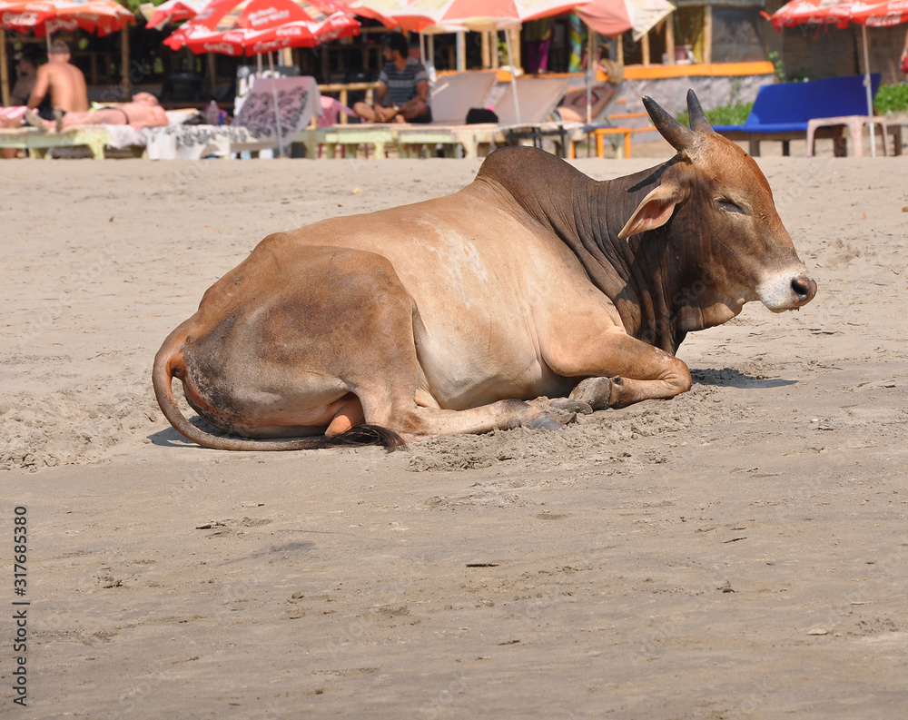 Goa, India-MARCH 03,2013:Goa Beaches,sacred animal india cow on the beach Goa, India-MARCH 03,2013:Goa Beaches,sacred animal india cow on the beach