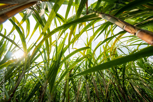 Sugarcane planted to produce sugar and food. Food industry. Sugar cane fields, culture tropical and planetary stake. Sugarcane plant sent from the farm to the factory to make sugar.