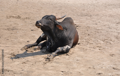Goa, India-MARCH 03,2013:Goa Beaches,sacred animal india cow on the beach