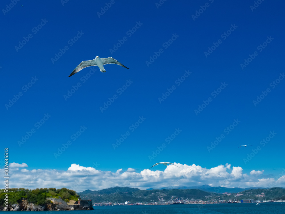 Seagulls in flight over the Gulf of La Spezia Liguria Italy