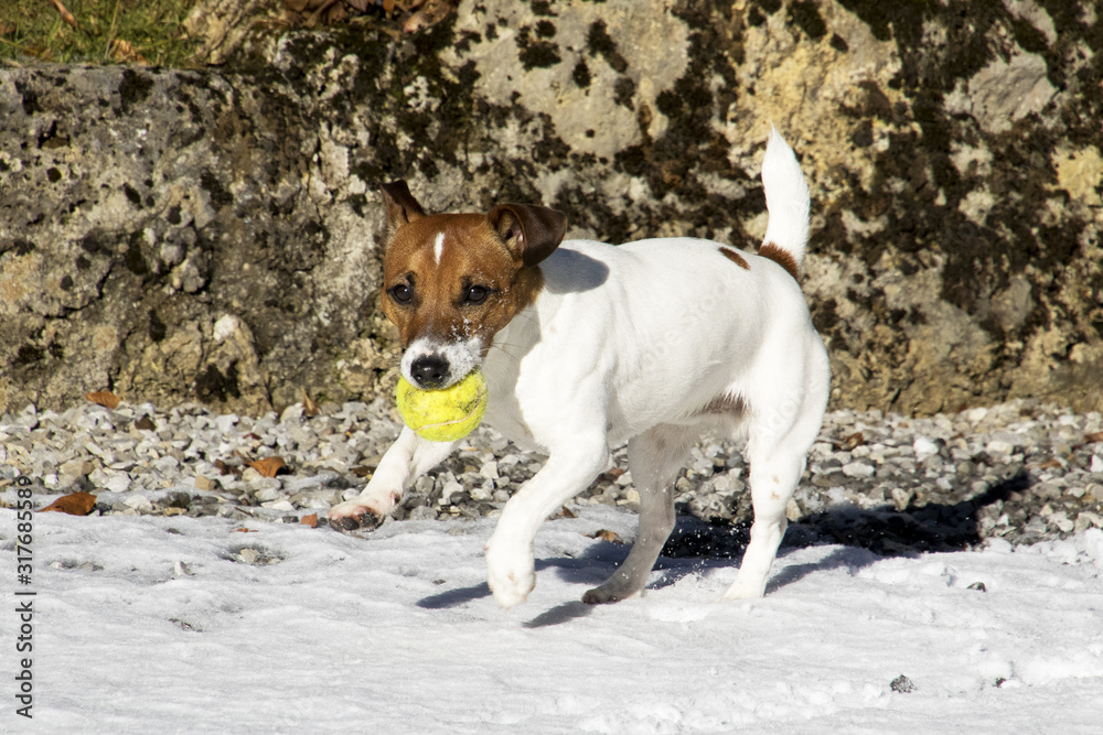 Cane che gioca Cane che gioca