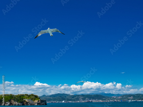 Seagulls in flight over the Gulf of La Spezia Liguria Italy