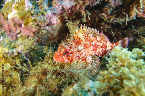 Red scorpionfish-Rascasse rouge  Scorpaena Notata   Pico island  Azores.