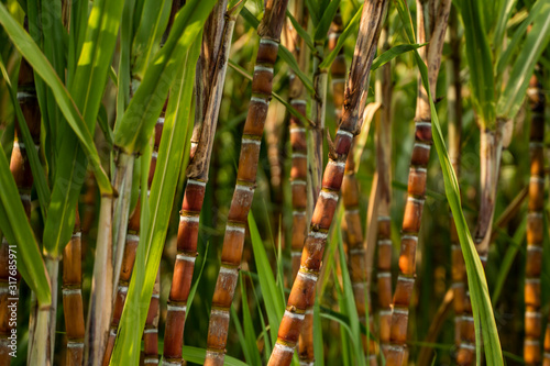 Sugarcane planted to produce sugar and food. Food industry. Sugar cane fields, culture tropical and planetary stake. Sugarcane plant sent from the farm to the factory to make sugar.