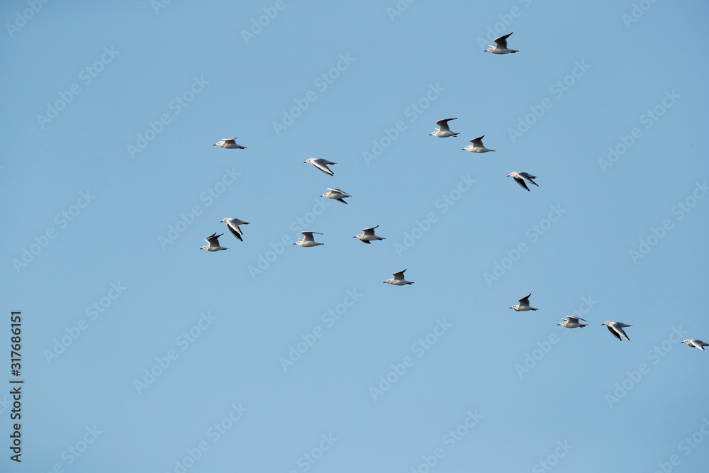 Black-headed gull flying in morning light at Asker marsh, Bahrain