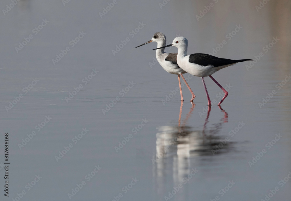 A pair of Black-winged Stilt and reflection at Tubli bay, Bahrain A pair of Black-winged Stilt and reflection at Tubli bay, Bahrain