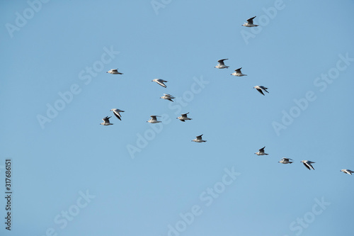 Black-headed gull flying in morning light at Asker marsh, Bahrain