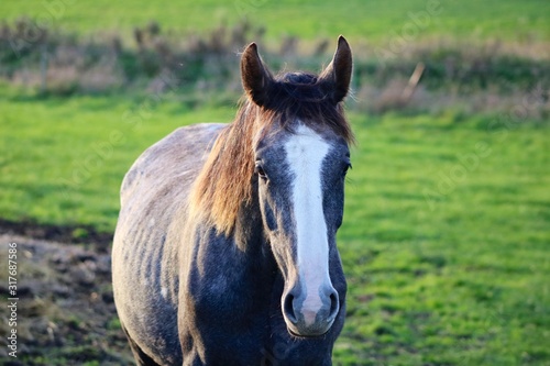portrait of a horse © Selldon Photography