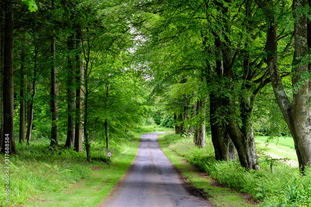 Fototapeta premium Empty leading path in a forest with old green trees and leaves in a summer day in Scotland, United Kingdom, beautiful outdoor natural background photographed with soft focus