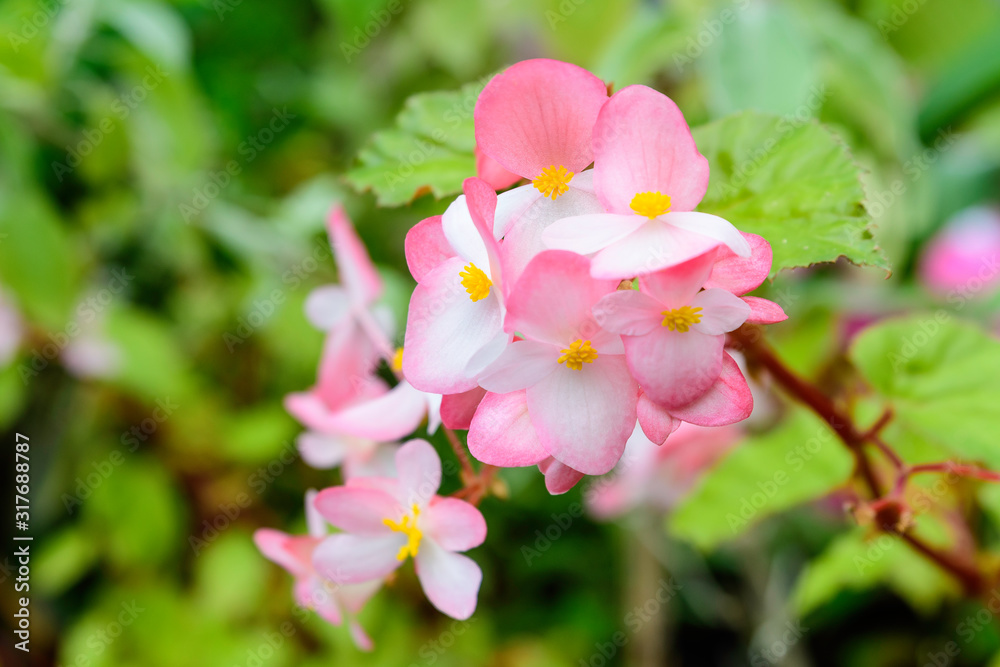 Fototapeta premium Close up of delicate small pink begonia flowers with fresh green leaves in a pot in a garden in a sunny summer day, perennial flowering plants in the family Begoniaceae, vivid floral background