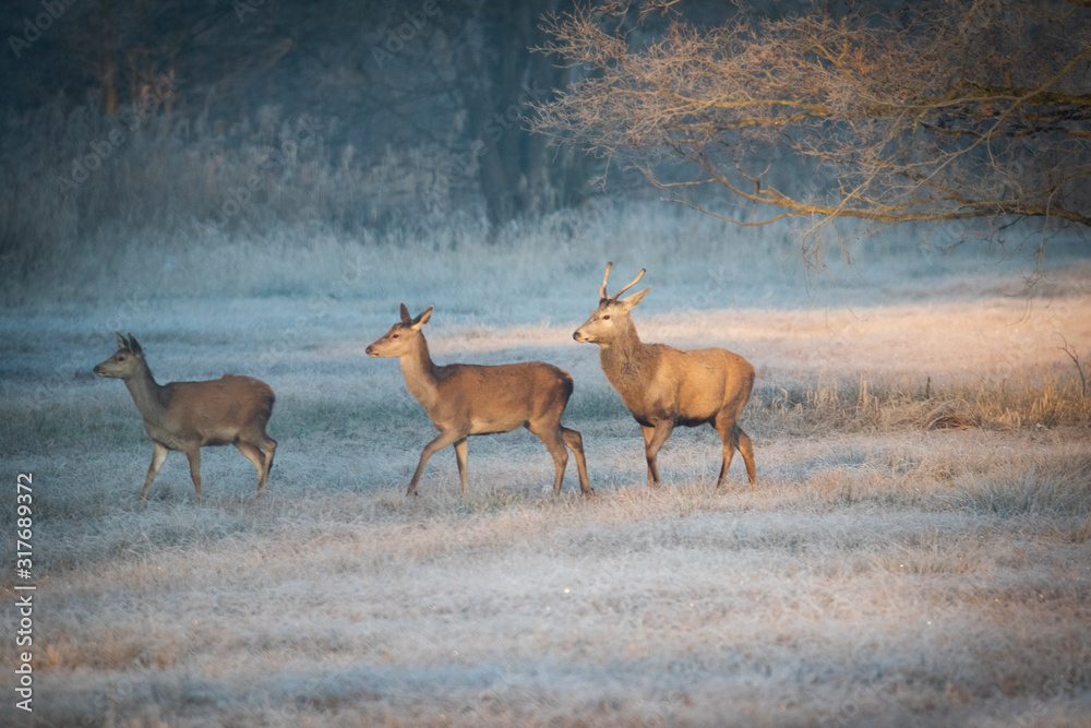 Fototapeta premium Rotwildrudel am Wintermorgen