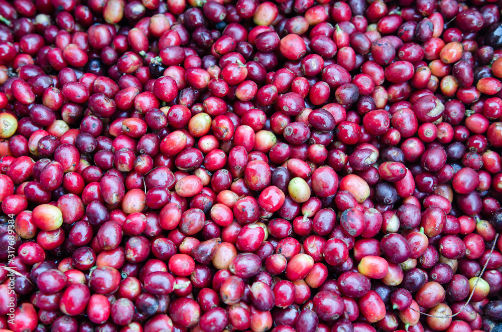 Coffee bean production process in Thailand