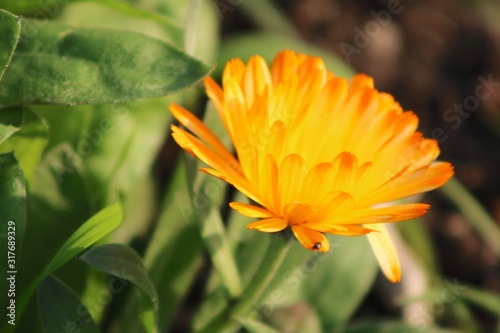 orange flower