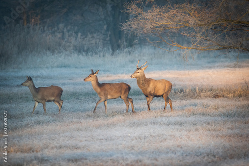 Rotwildrudel am Wintermorgen