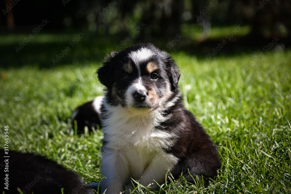 six week old border collie puppy. Tricolor teddybear amazing structure on his head.
