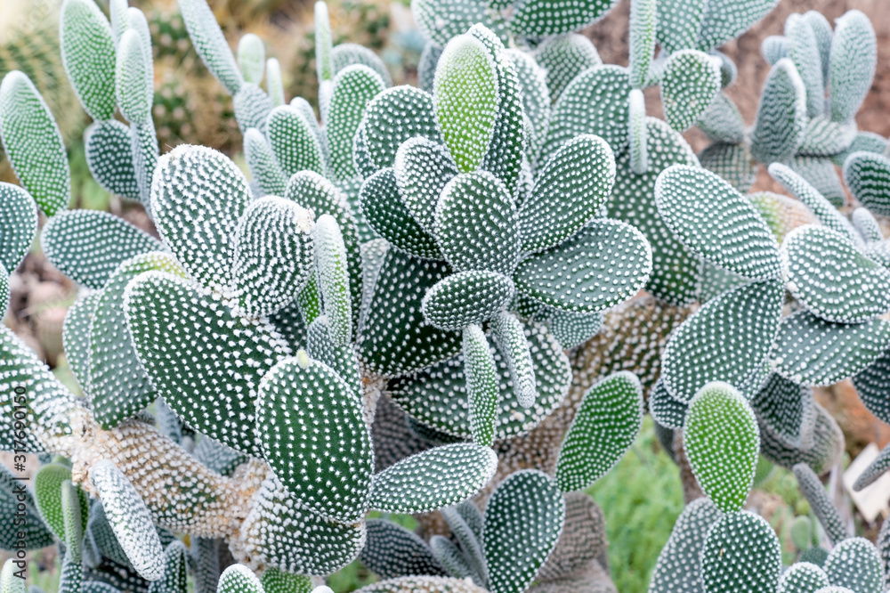 Prickly pear melkoporistaja in a greenhouse on a blurred background of other types of cacti. Background. Prickly pear melkoporistaja in a greenhouse on a blurred background of other types of cacti. Background.