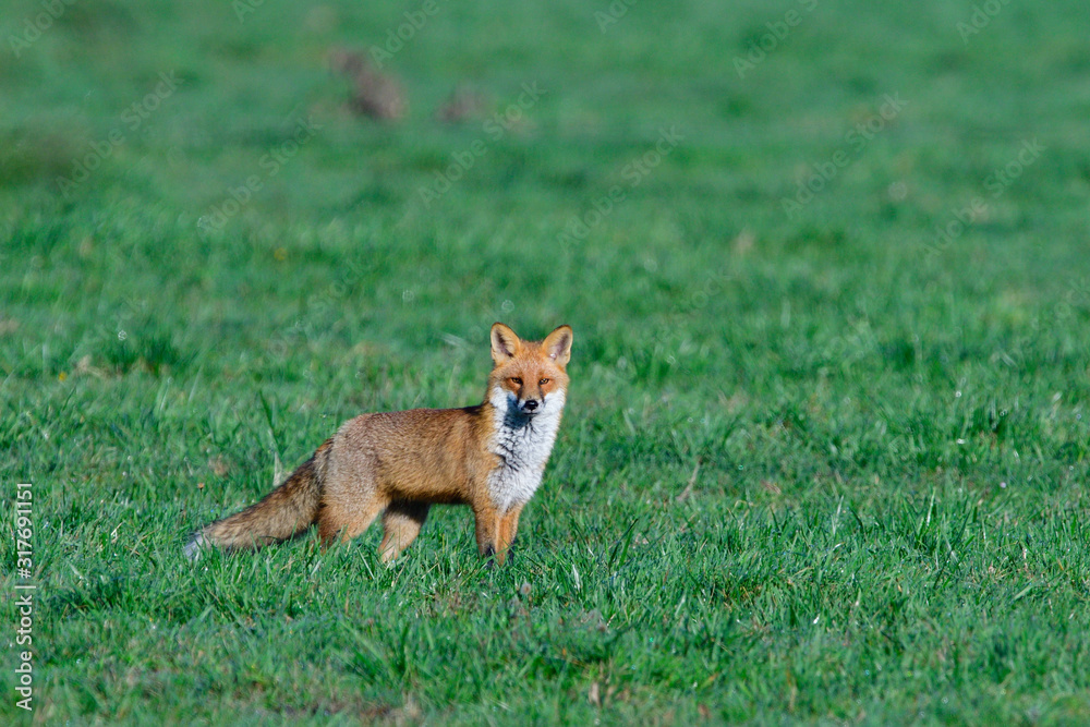 Fototapeta premium Rotfuchs durchstreift sein Revier am Morgen