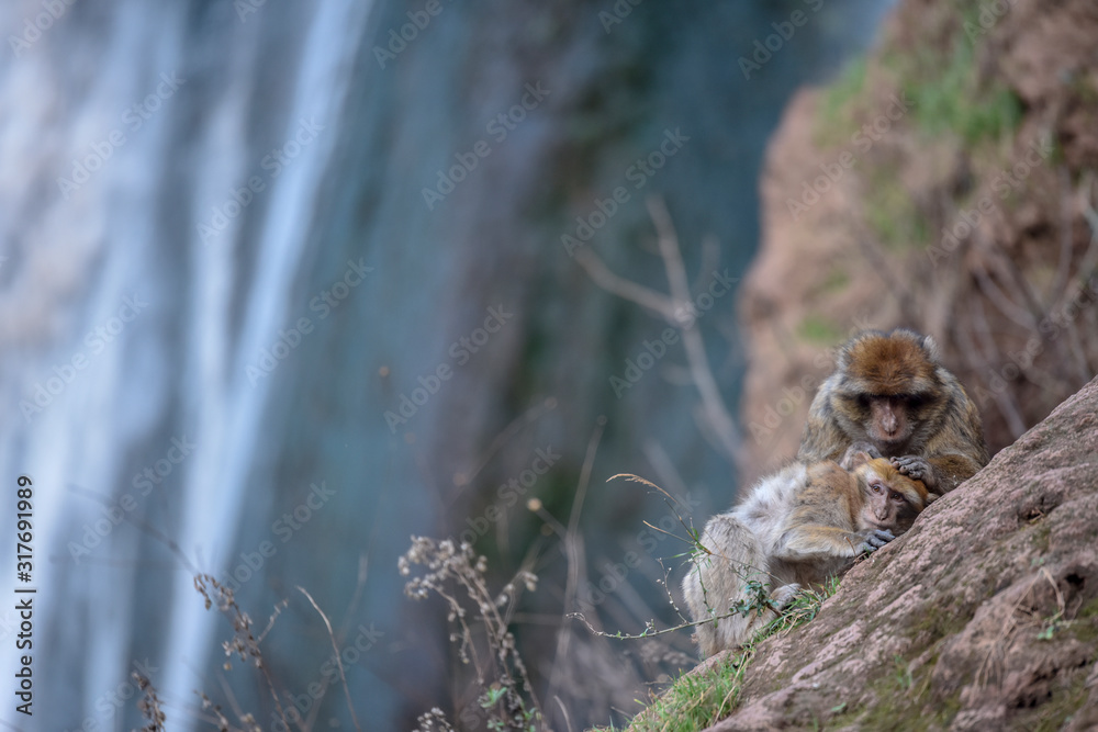 macaque monkeys near ouzoud watterfall