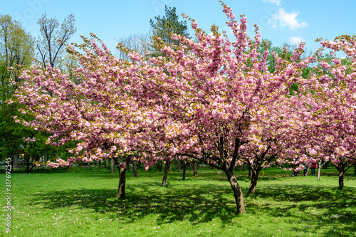 Large cherry trees in an orchard with pink flowers in full bloom and green grass in a garden in a sunny spring day, beautiful Japanese cherry blossoms floral background, sakura