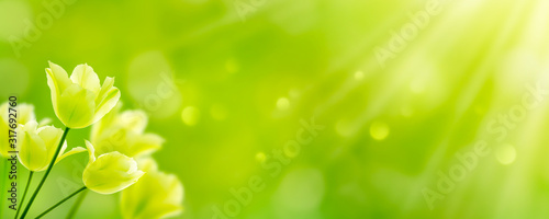 weiße tulpen in abstrakter grüner frühlingslandschaft, florales konzept banner für frohe ostern