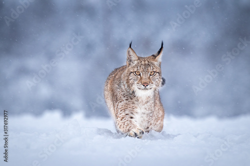 Young Eurasian lynx on snow. Amazing animal, walking freely on snow covered meadow on cold day. Beautiful natural shot in original and natural location. Cute cub yet dangerous and endangered predator.