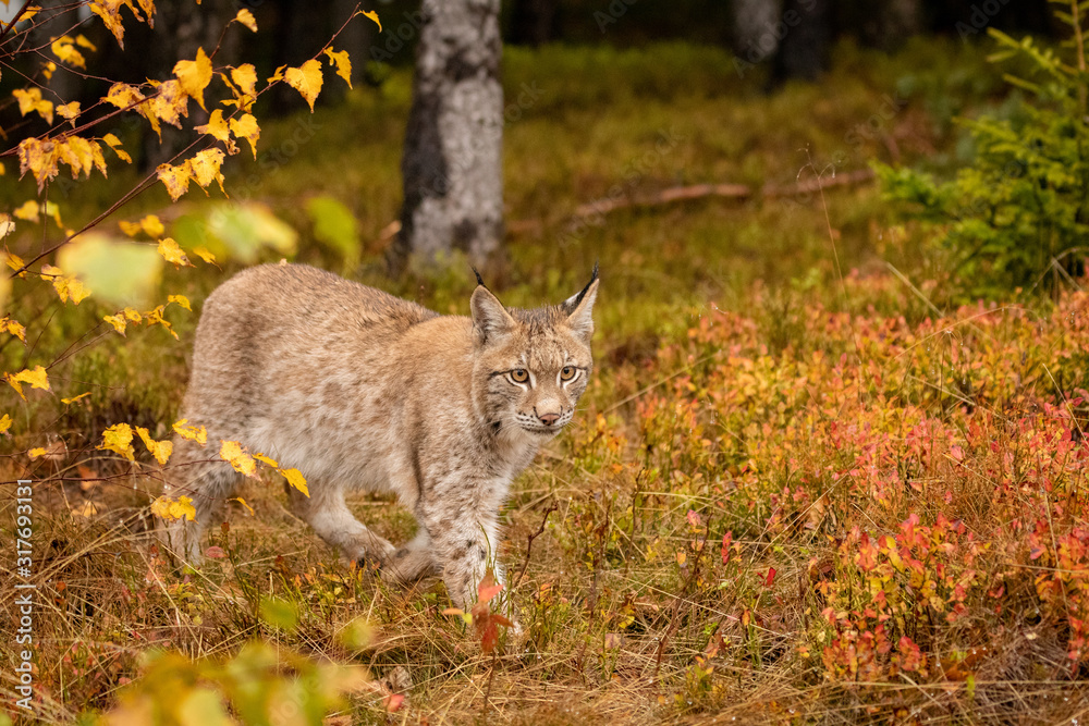 Young Eurasian in autumn. Amazing animal, walking freely on in autumn colored forest. Beautiful natural shot in original and natural location. Cute cub yet dangerous and endangered predator.