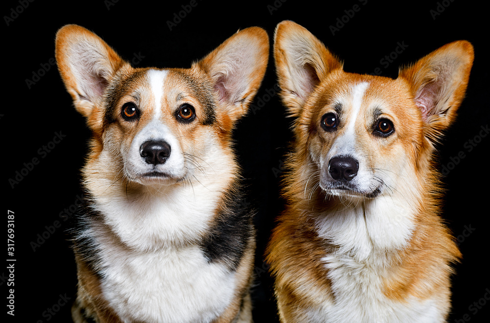 portrait of a dog on a black background of the Welsh Corgi Pembr portrait of a dog on a black background of the Welsh Corgi Pembr