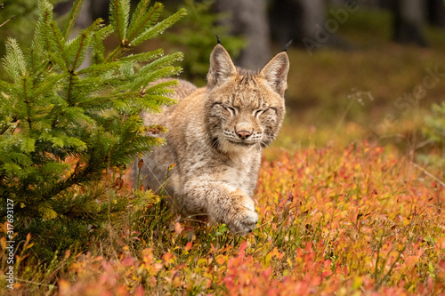 Young Eurasian in autumn. Amazing animal, walking freely on in autumn colored forest. Beautiful natural shot in original and natural location. Cute cub yet dangerous and endangered predator.