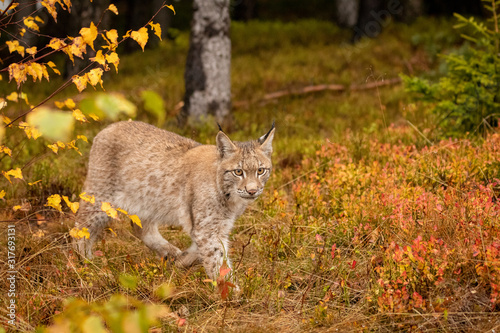 Young Eurasian in autumn. Amazing animal  walking freely on in autumn colored forest. Beautiful natural shot in original and natural location. Cute cub yet dangerous and endangered predator.