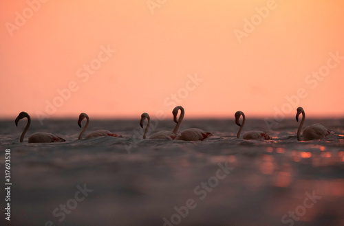 Greater Flamingos wading  in the morning hours with dramatic bokeh of light on water, Asker coast, Bahrain
