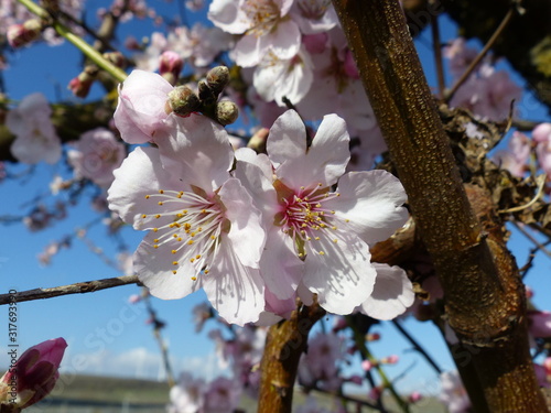 Dicker Baumast mit Mandelblüte photo