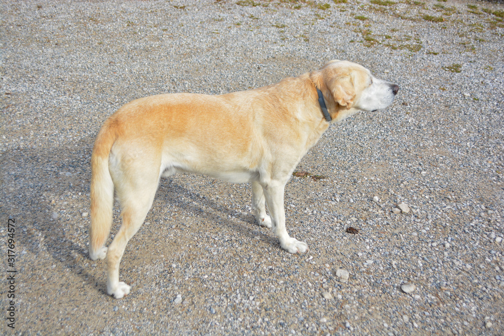 purebred golden retriever dog walking on the ground