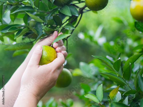 Close-up of woman hand picking ripe tangerines from tree on organic plantation. Oranges with vitamin C. Health fruit concept