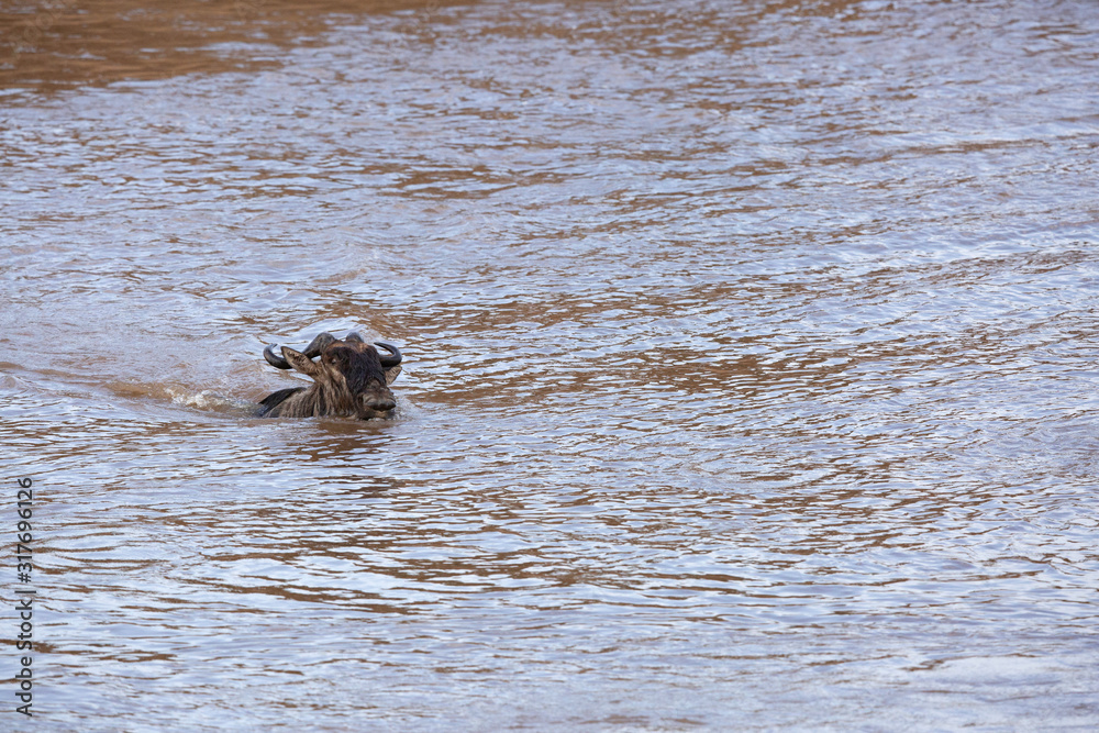 A lone Wildebeest crossing Mara river, Kenya