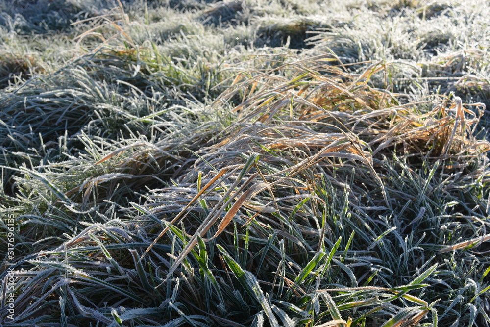 Frost on grass in a meadow, close up Frost on grass in a meadow, close up