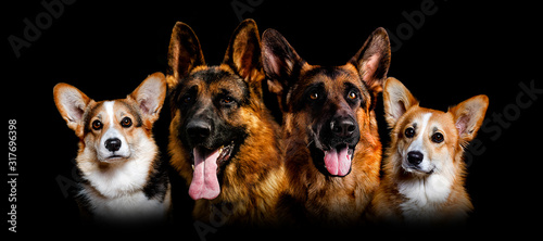 portrait of a dog on a black background of the Welsh Corgi Pembr
