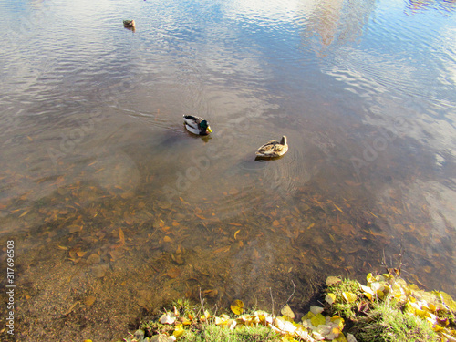 Wild ducks swimming on a pond with brown leaves under water. 