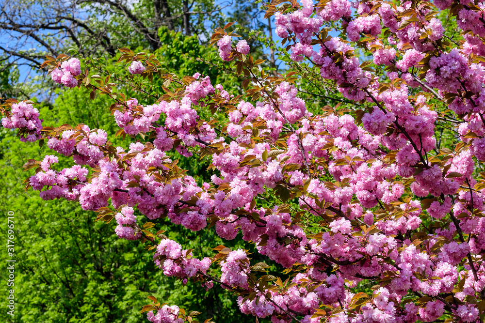 Close up of a branch with pink cherry tree flowers in full bloom and clear blue sky in a garden in a sunny spring day, beautiful Japanese cherry blossoms floral background, sakura Close up of a branch with pink cherry tree flowers in full bloom and clear blue sky in a garden in a sunny spring day, beautiful Japanese cherry blossoms floral background, sakura