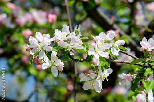 Large branch with white and pink apple tree flowers in full bloom and clear blue sky in a garden in a sunny spring day, beautiful Japanese trees blossoms floral background, sakura