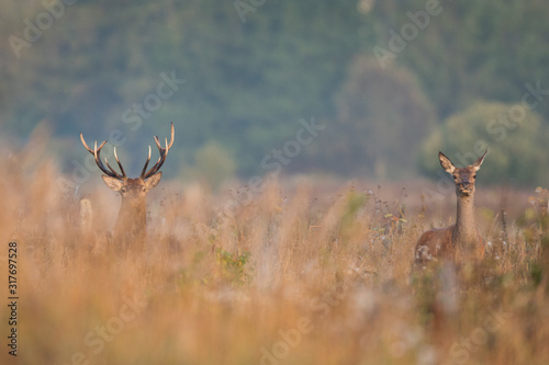 Fototapeta Naklejka Na Ścianę i Meble -  Red deer stag (Cervus elaphus) in the colors of a foggy morning
