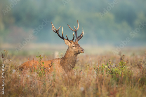 Red deer stag (Cervus elaphus) in the colors of a foggy morning