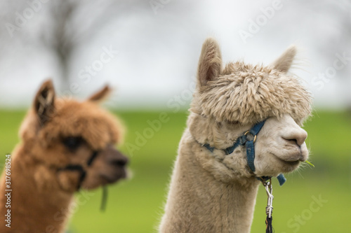 Portrait of a white Alpaca and brown one on the background wearing a head harness with a green background © Frank