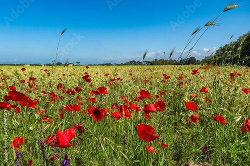 Poppies and wildflowers in the Tuscan countryside Castagneto Carducci Italy